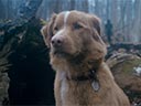 Labs suns filma
