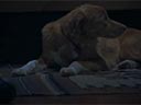 Labs suns filma