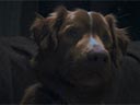 Labs suns filma