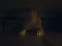 Labs suns filma