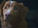 Labs suns filma